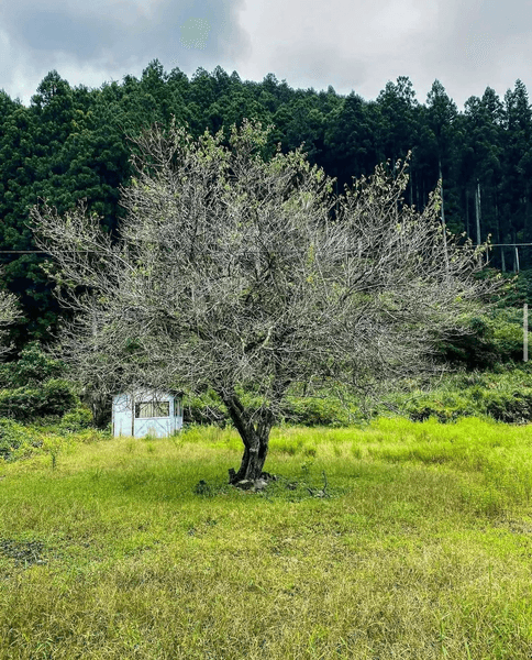 покинуте місто японія покинуте місто японія